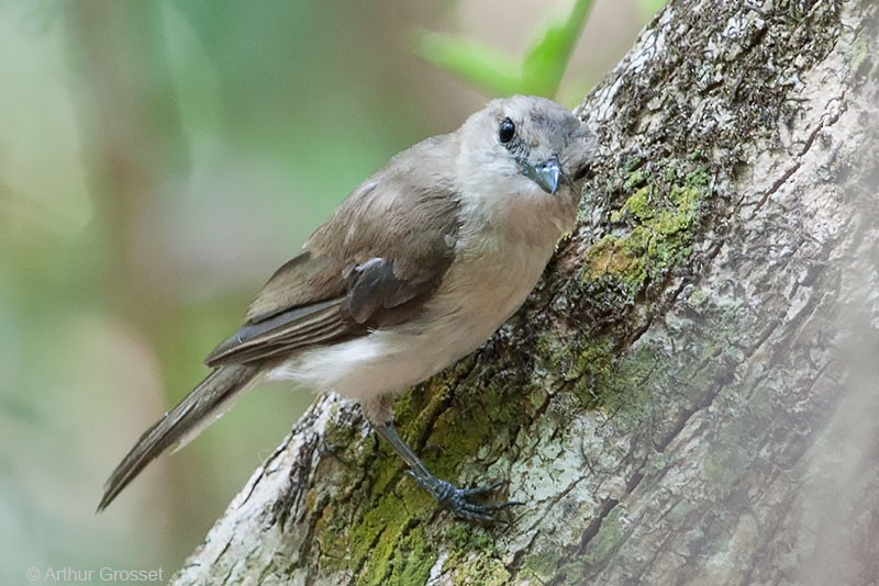 Gray Whistler (Brown) - ML206120541