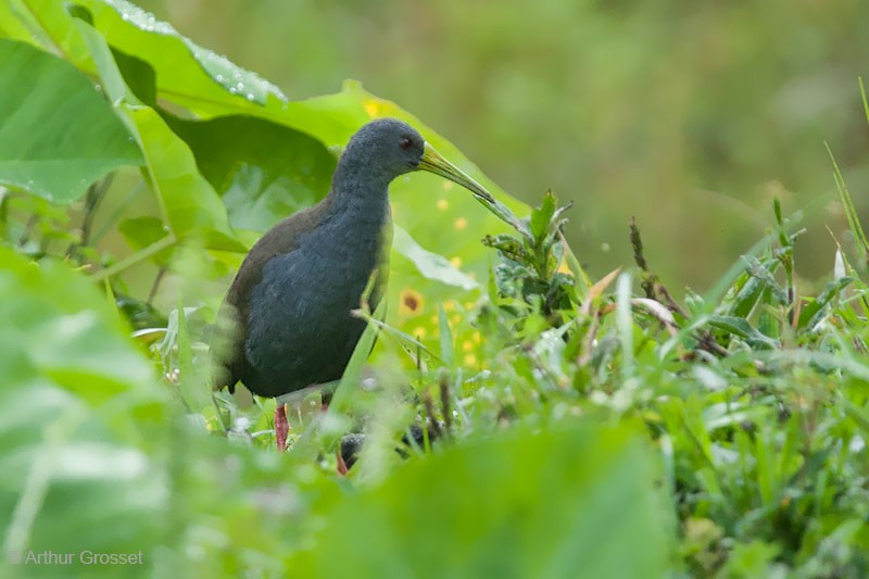 Blackish Rail - ML206120571