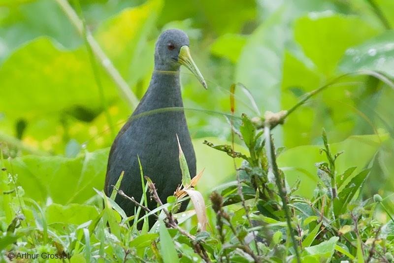 Blackish Rail - Arthur Grosset