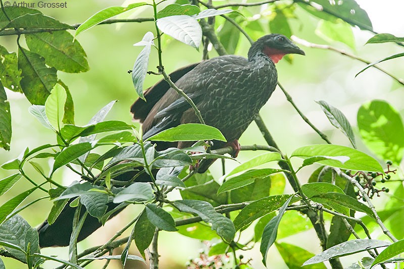 Cauca Guan - ML206120641