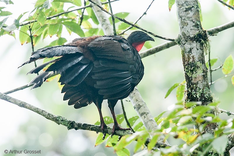 Cauca Guan - ML206120651