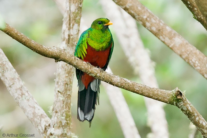 White-tipped Quetzal - ML206120761