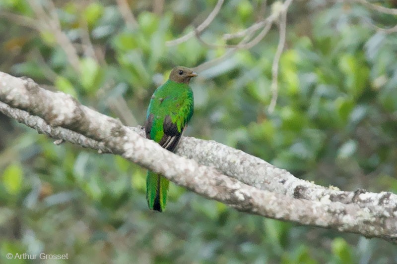 White-tipped Quetzal - ML206120781