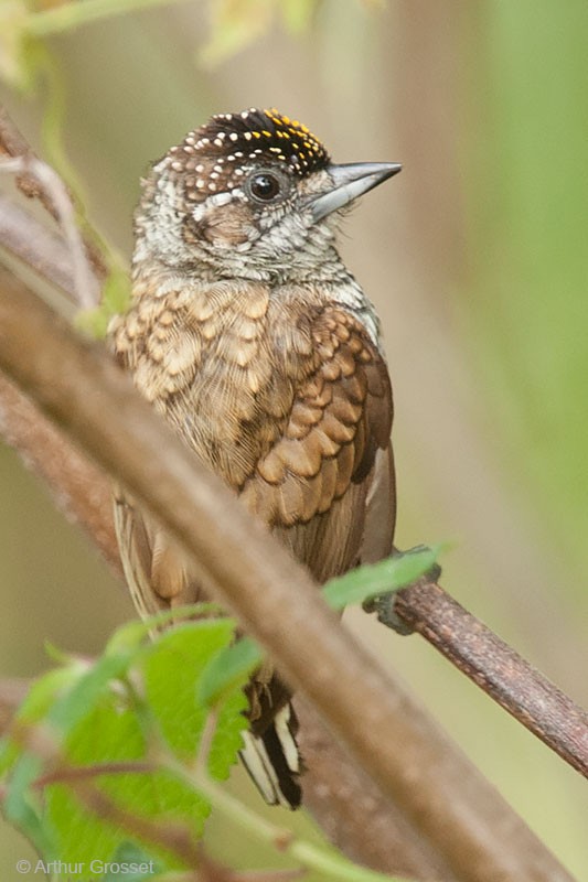 Scaled Piculet (Scaled) - ML206120971