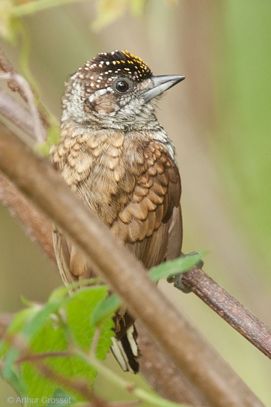 Carpinterito Escamoso (grupo squamulatus) - ML206120971