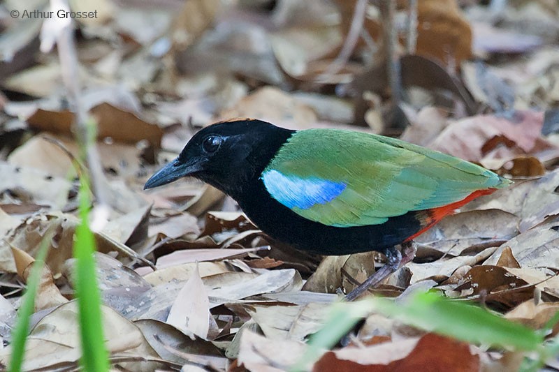 Rainbow Pitta - Arthur Grosset