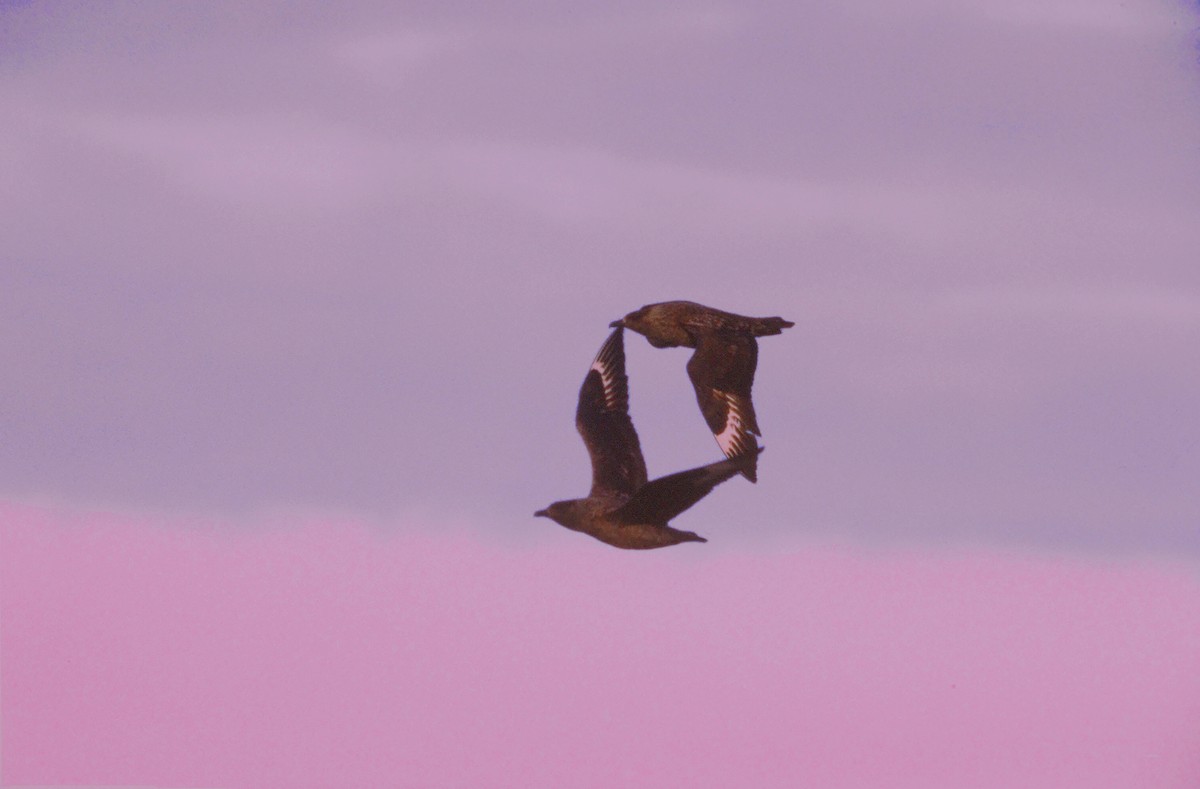 Great Skua - ML206121211