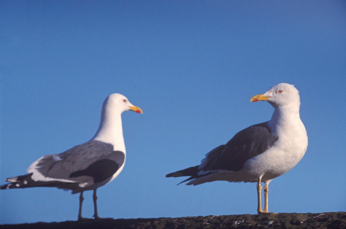 Lesser Black-backed Gull (graellsii) - ML206121221