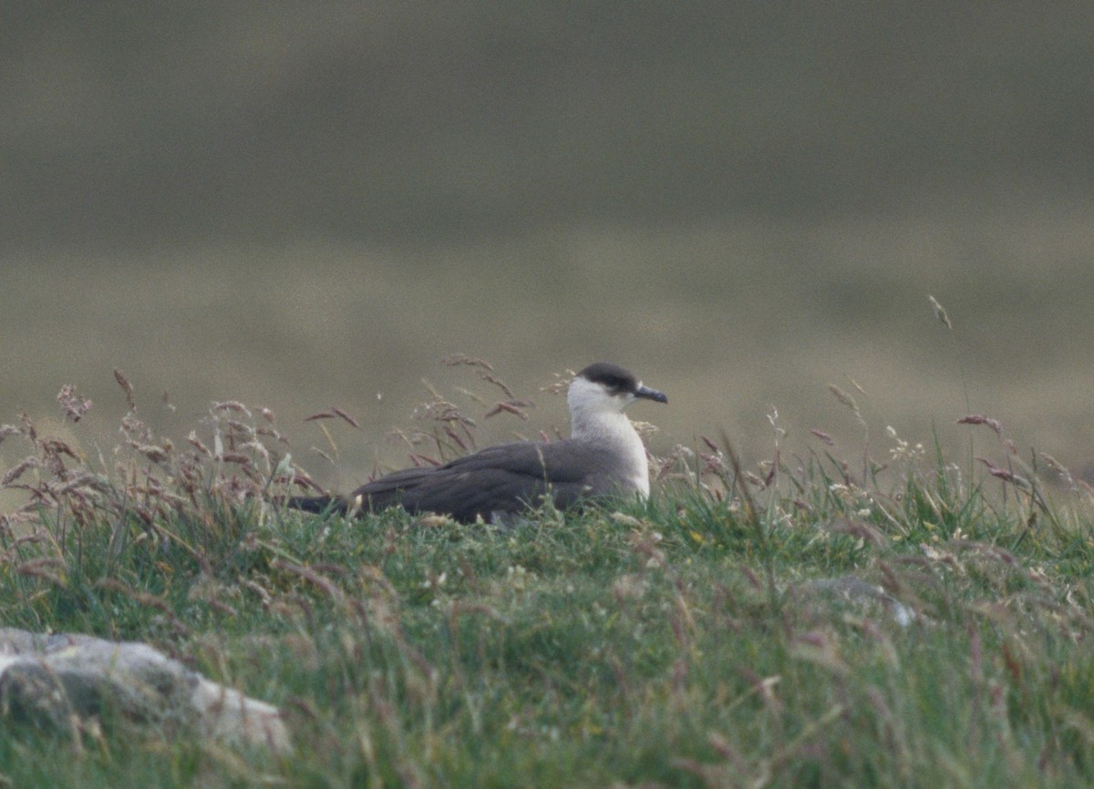 Parasitic Jaeger - ML206121331