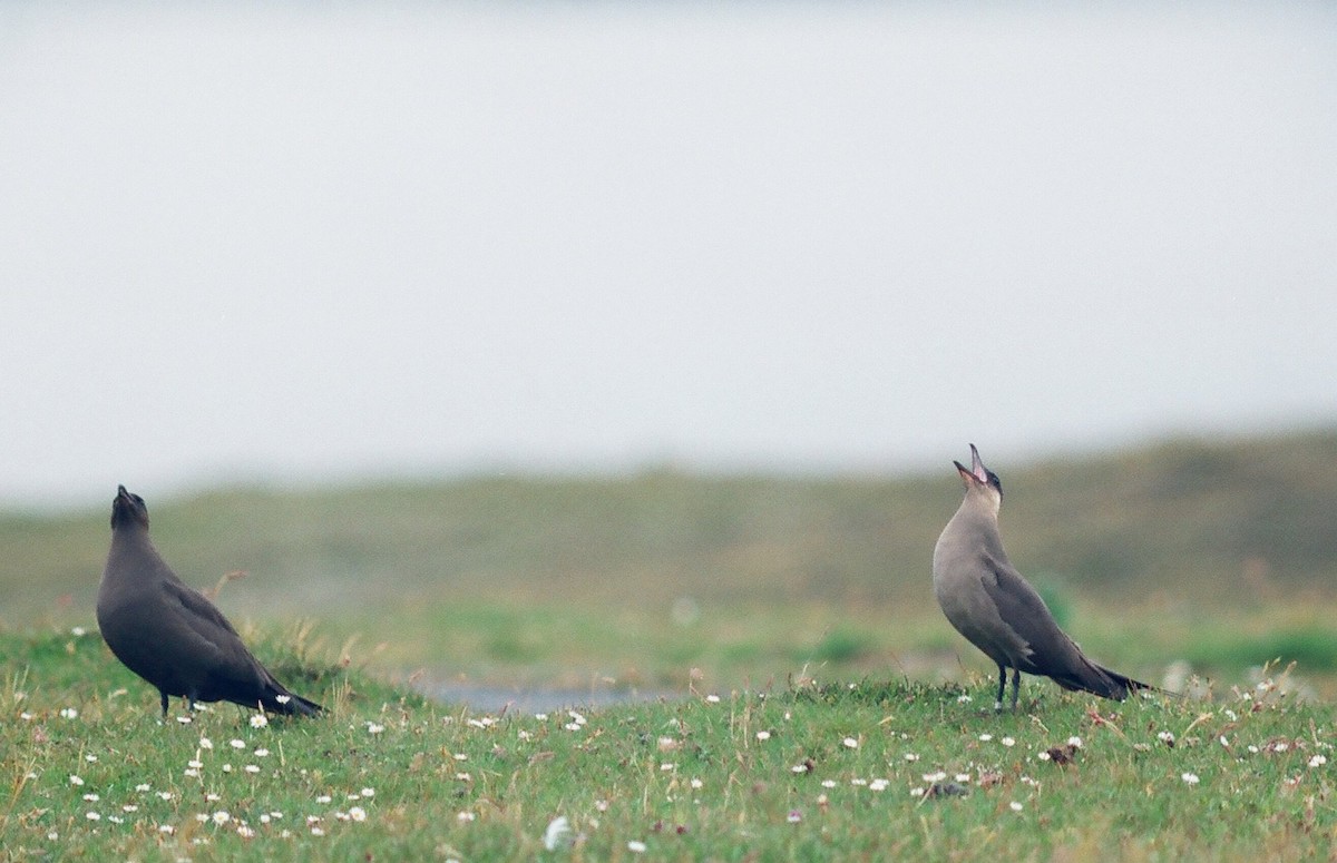 Parasitic Jaeger - ML206121341