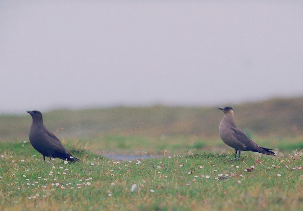 Parasitic Jaeger - ML206121351