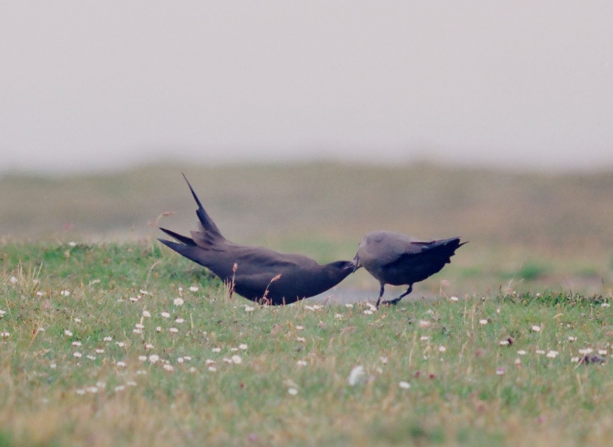 Parasitic Jaeger - ML206121361