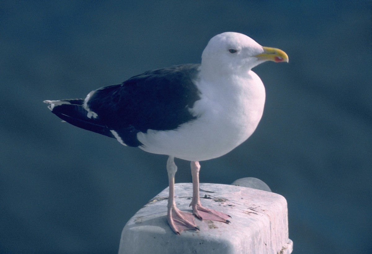 Great Black-backed Gull - ML206121401