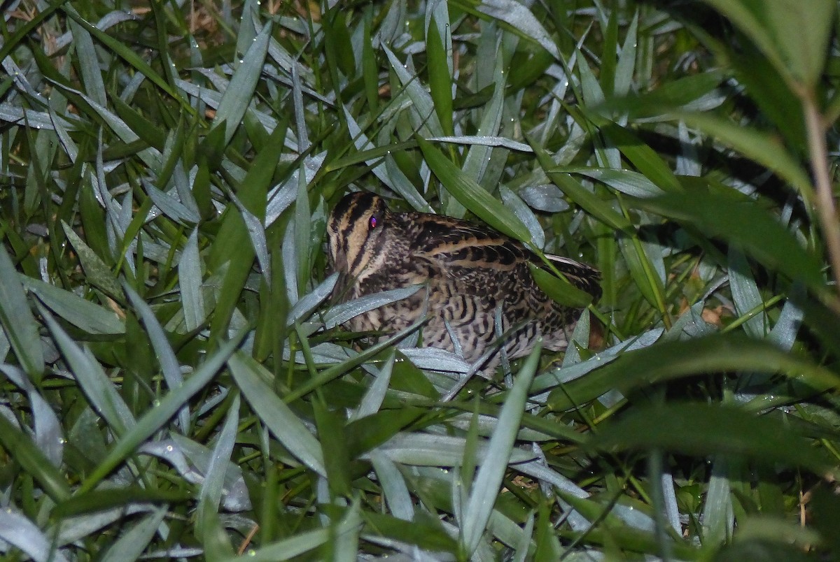 Giant Snipe - Jérôme Fischer