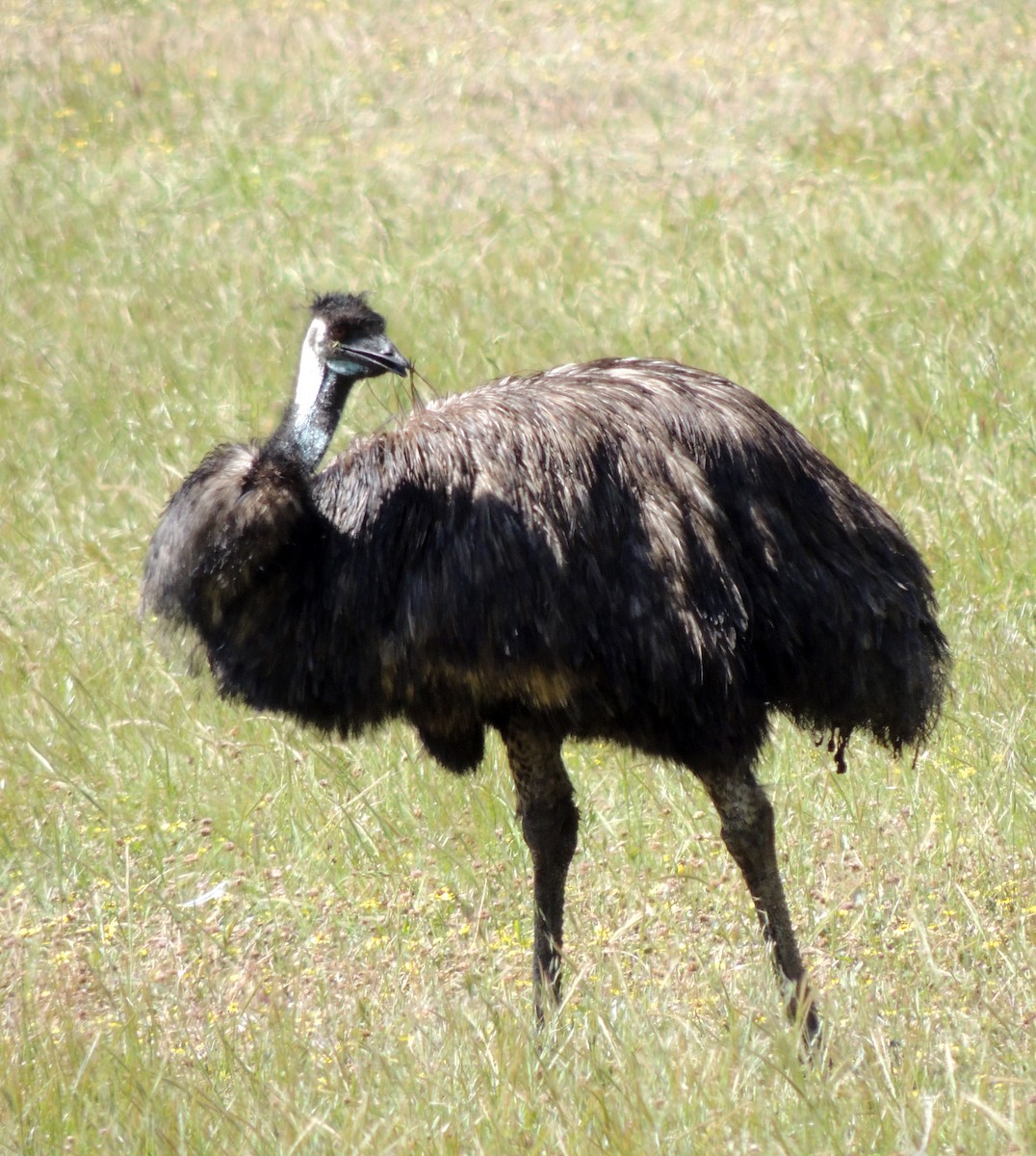 Emu - Sam Shaw