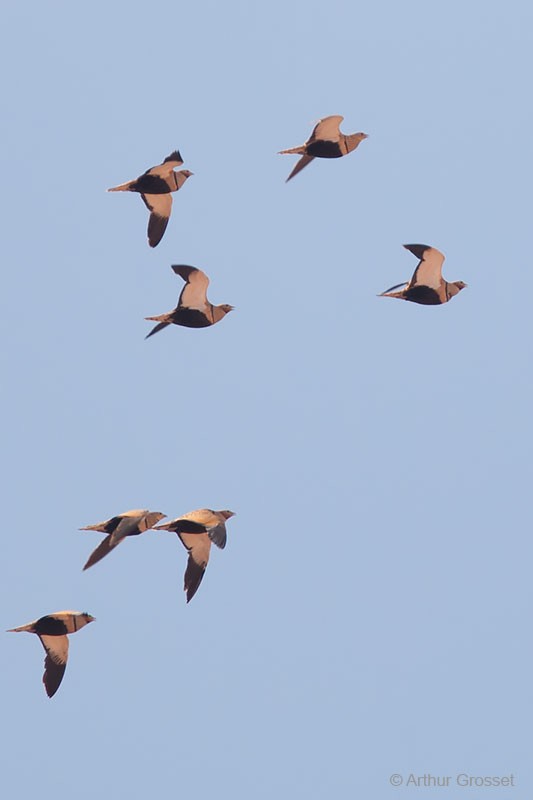 Black-bellied Sandgrouse - Arthur Grosset