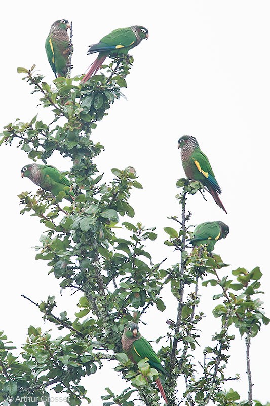 Brown-breasted Parakeet - ML206123571