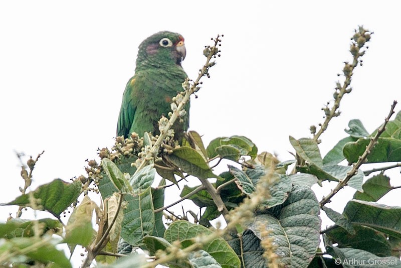 Conure de Santa Marta - ML206123591