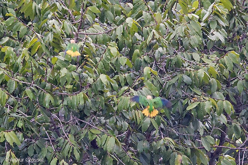 White-bellied Parrot (Yellow-tailed) - ML206123651