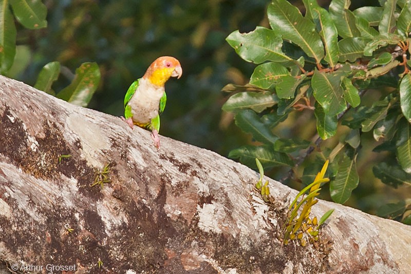 Lorito Rubio (leucogaster) - ML206123661