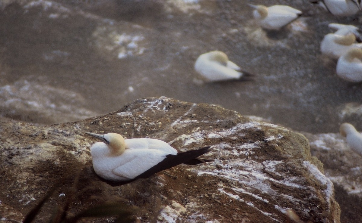 Australasian Gannet - ML206124401