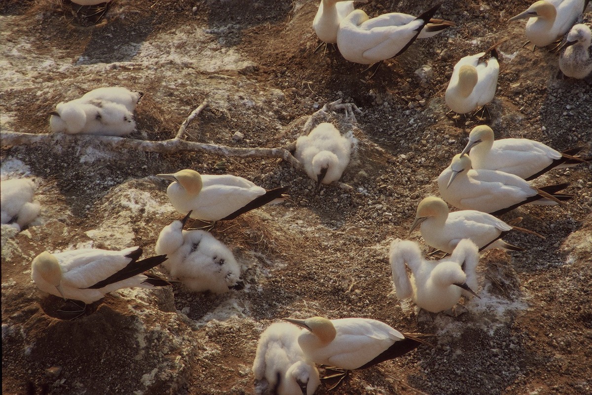 Australasian Gannet - ML206124411