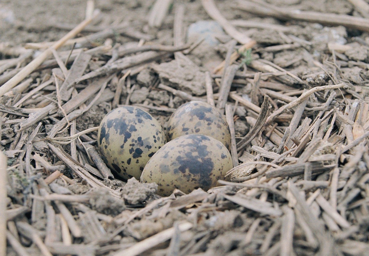 makrellterne (hirundo/tibetana) - ML206124501