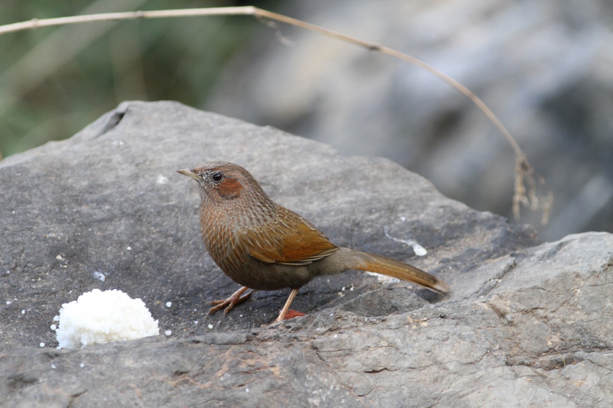 Streaked Laughingthrush - ML206124771