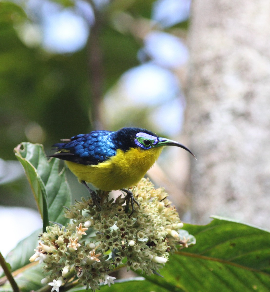 Yellow-bellied Sunbird-Asity - ML206124921