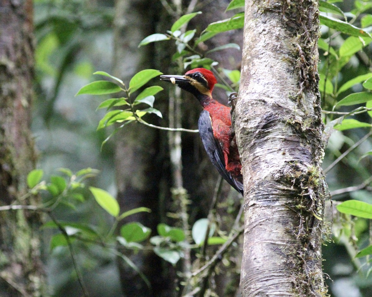 Crimson-bellied Woodpecker (Splendid) - ML206125151