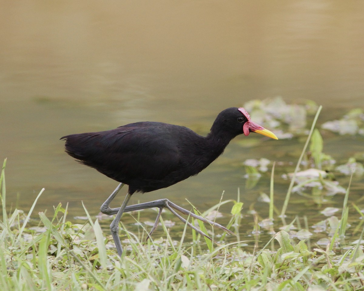 Wattled Jacana (Black-backed) - Sam Shaw