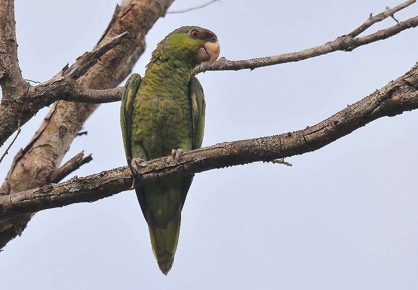 Lilac-crowned Parrot - ML206125781