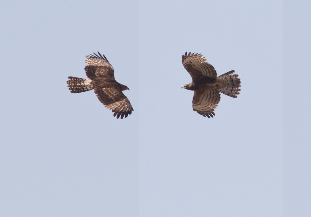 Oriental Honey-buzzard (Northern) - Lars Petersson | My World of Bird Photography