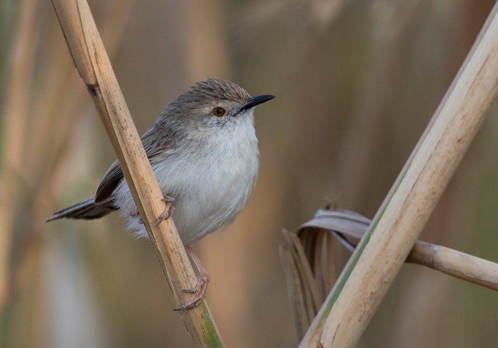 Prinia gracile - ML206126181