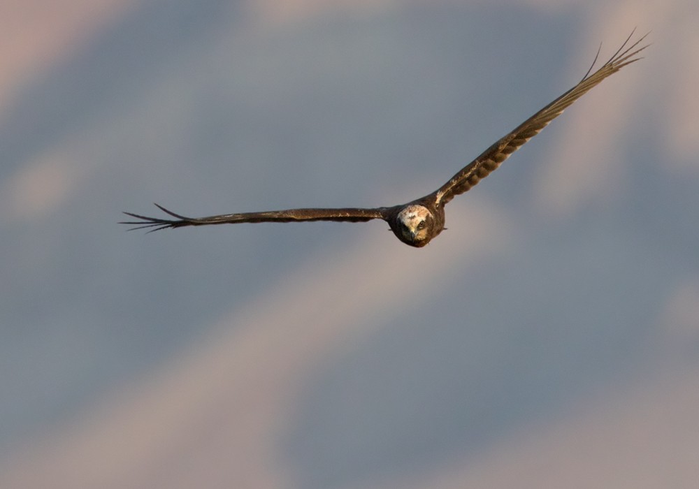 Western Marsh Harrier - Lars Petersson | My World of Bird Photography