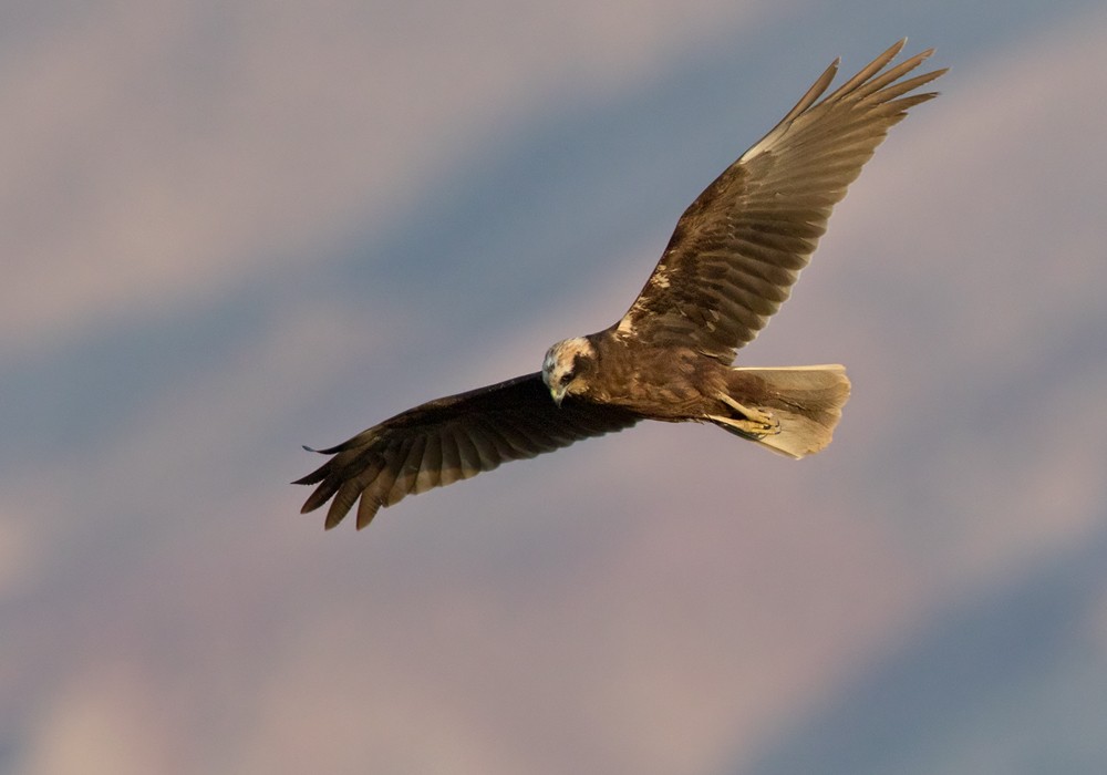 Western Marsh Harrier - Lars Petersson | My World of Bird Photography