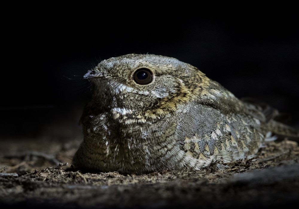 Nubian Nightjar (Nubian) - ML206126321