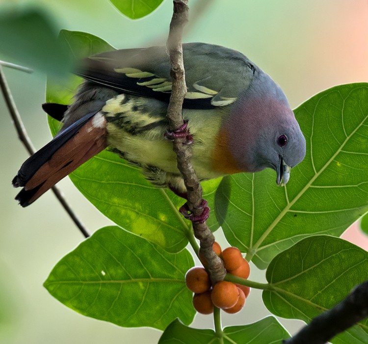 Pink-necked Green-Pigeon - Lars Petersson | My World of Bird Photography