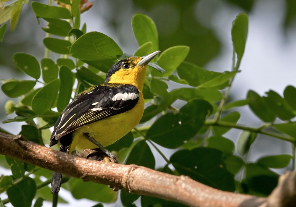 Common Iora - Lars Petersson | My World of Bird Photography