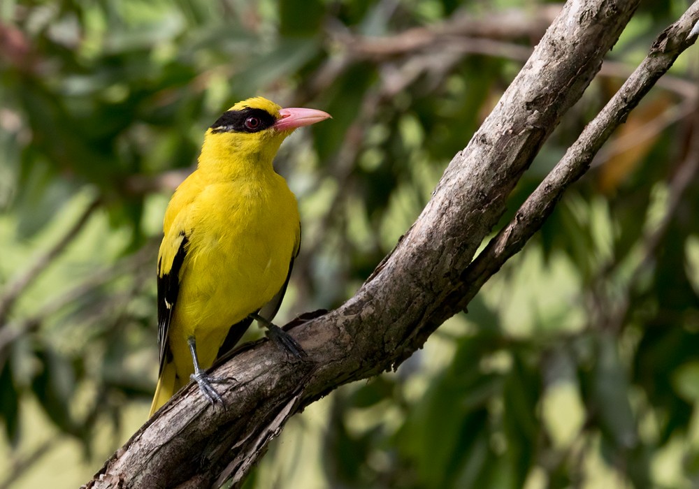 Black-naped Oriole (Sunda) - ML206126391