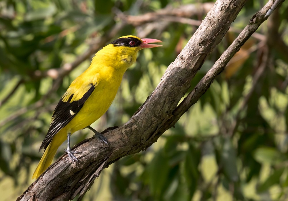 Black-naped Oriole (Sunda) - ML206126401