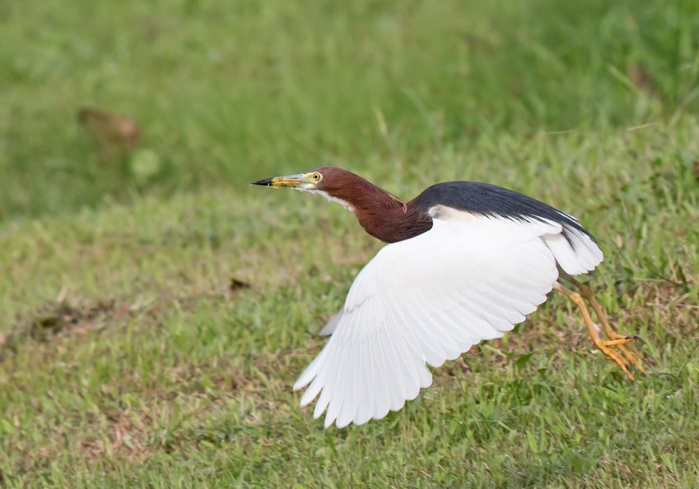 Chinese Pond-Heron - ML206126411