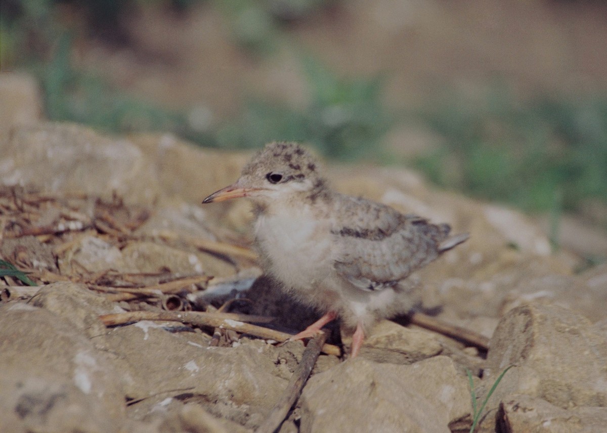 燕鷗(hirundo/tibetana) - ML206127091