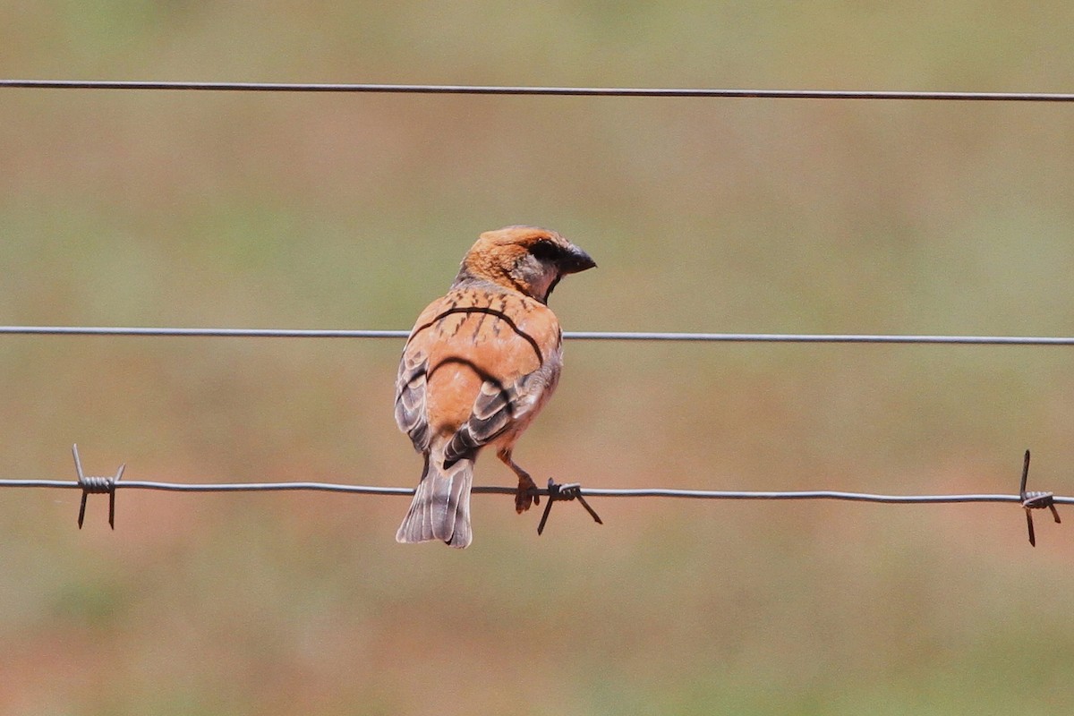 Great Rufous Sparrow - ML206127251