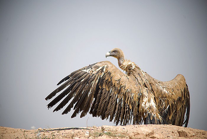 Eurasian Griffon - Jesús Laborda