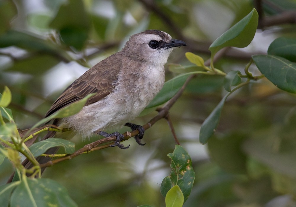 Yellow-vented Bulbul - ML206127881