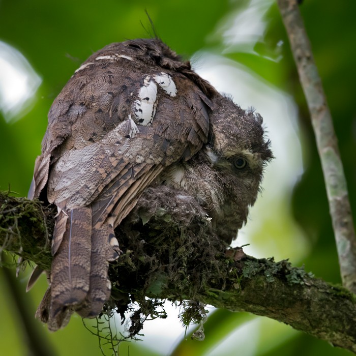 Javan Frogmouth - Lars Petersson | My World of Bird Photography