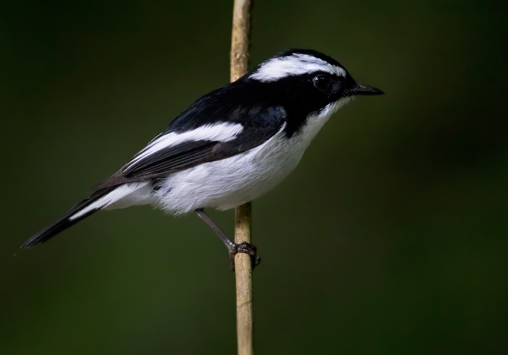 Little Pied Flycatcher - Lars Petersson | My World of Bird Photography