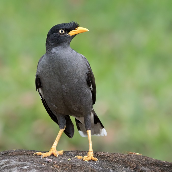 Javan Myna - ML206128431