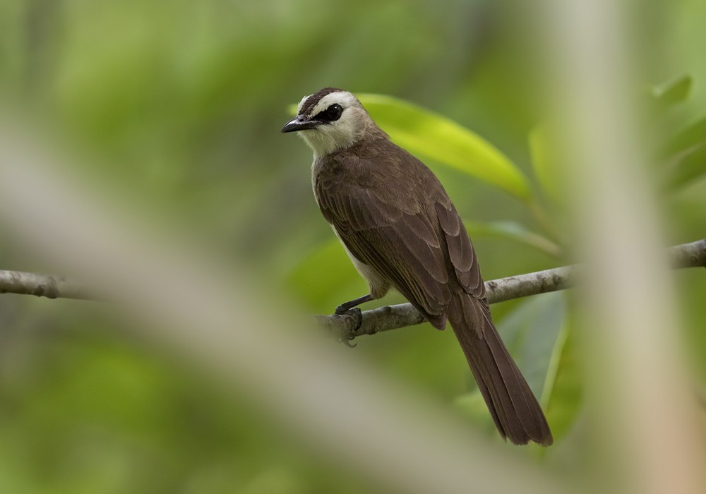 Yellow-vented Bulbul - Lars Petersson | My World of Bird Photography